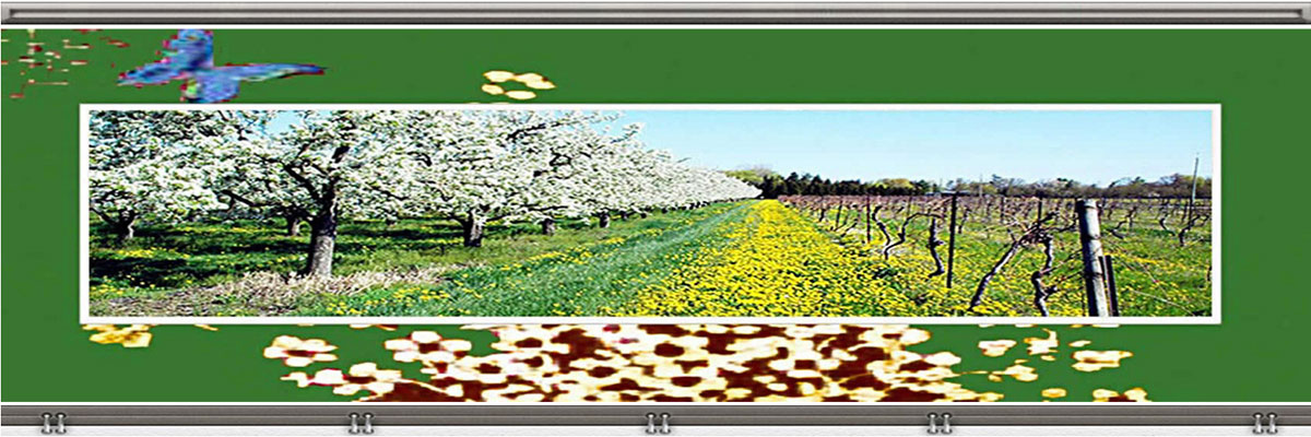 Niagara Spring Photos | Niagara Scenery