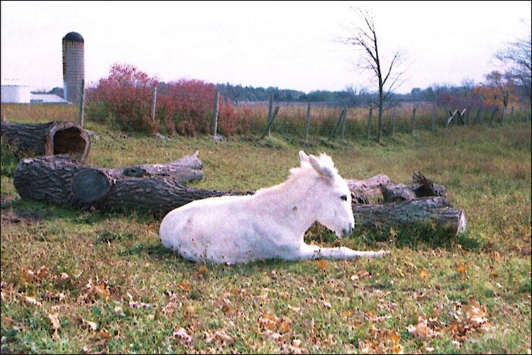 Miscellaneous Things in Niagara