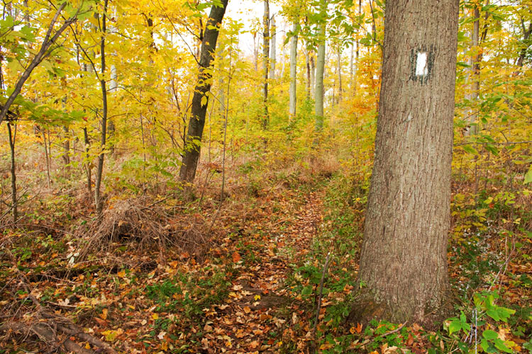 Bruce Trail