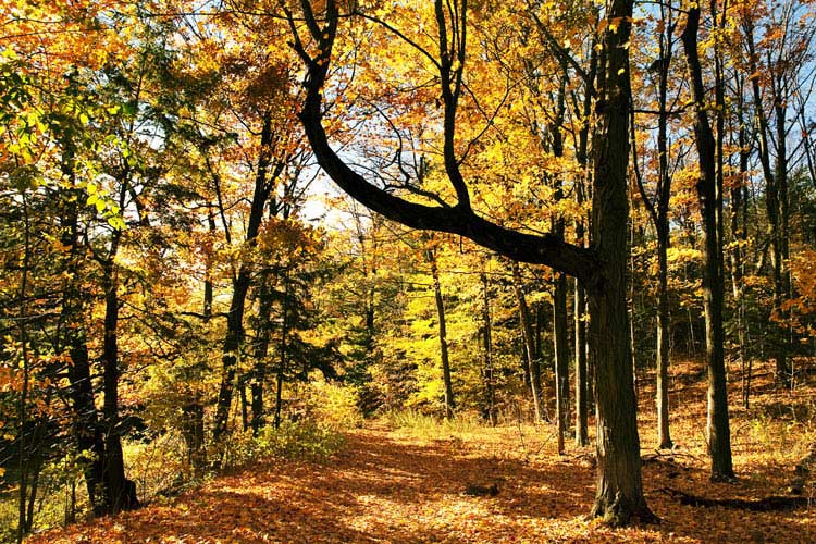 Bruce Trail