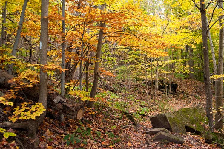 Bruce Trail