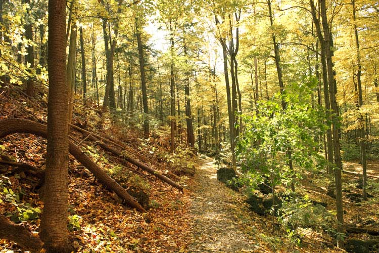 Bruce Trail