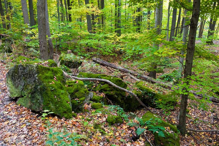 Bruce Trail