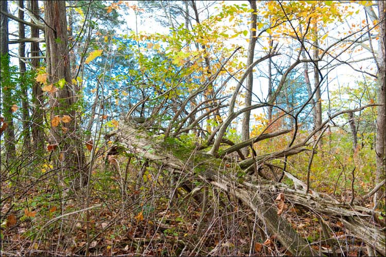 Bruce Trail