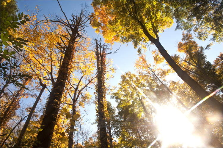 Bruce Trail