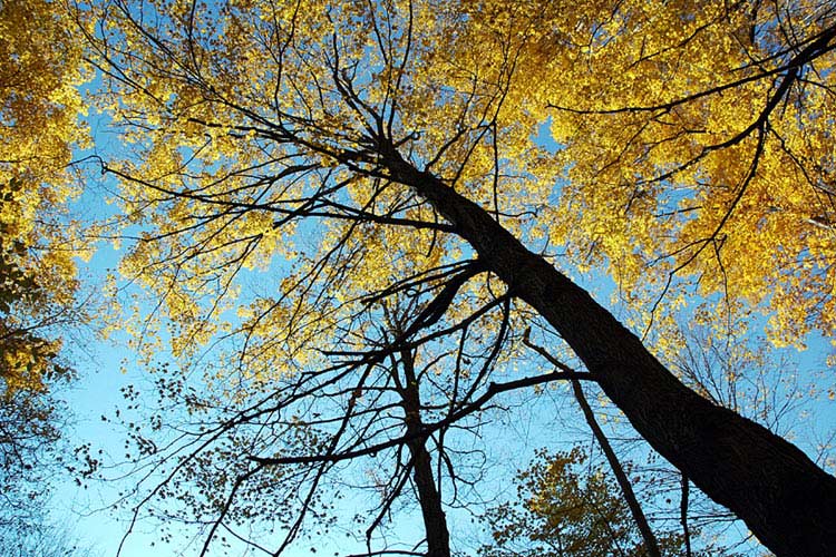 Bruce Trail