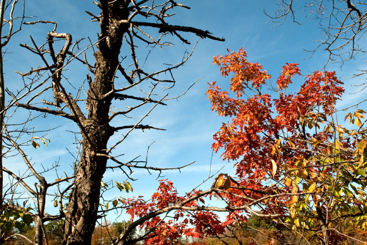 Bruce Trail