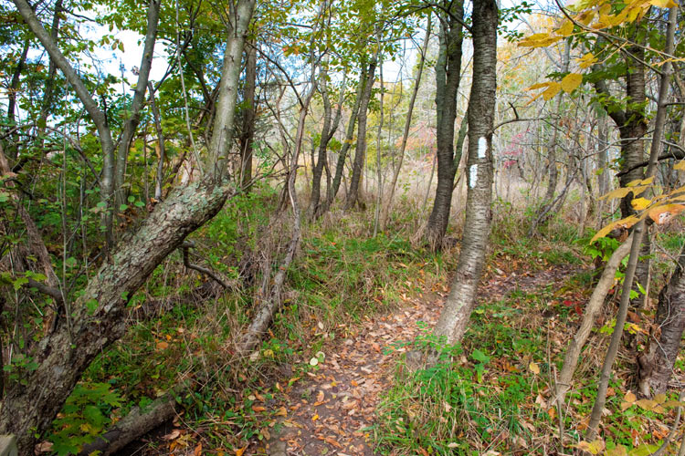 Bruce Trail