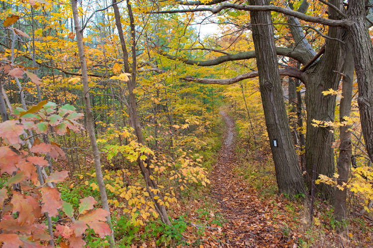 Bruce Trail