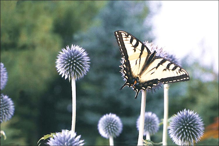 flower photography | niagara scenery