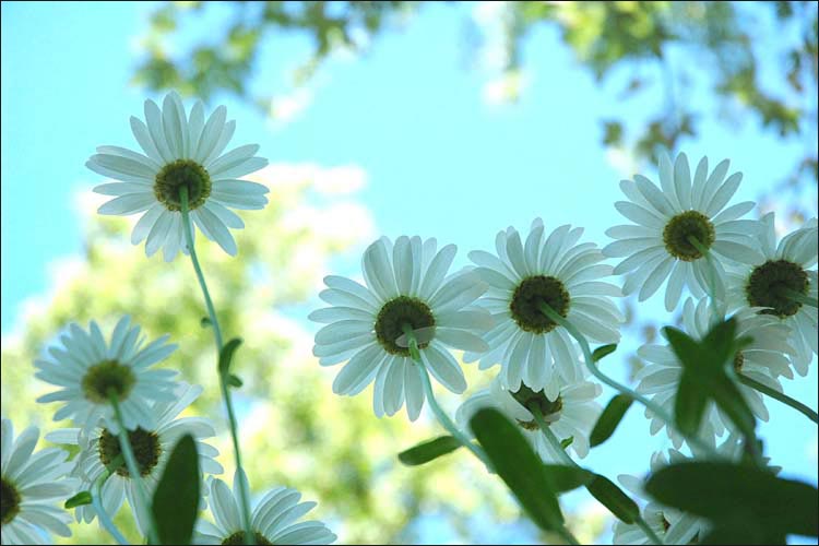 Niagara's Flowers