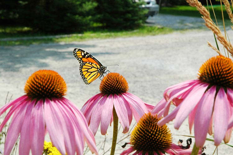 Niagara's Flowers