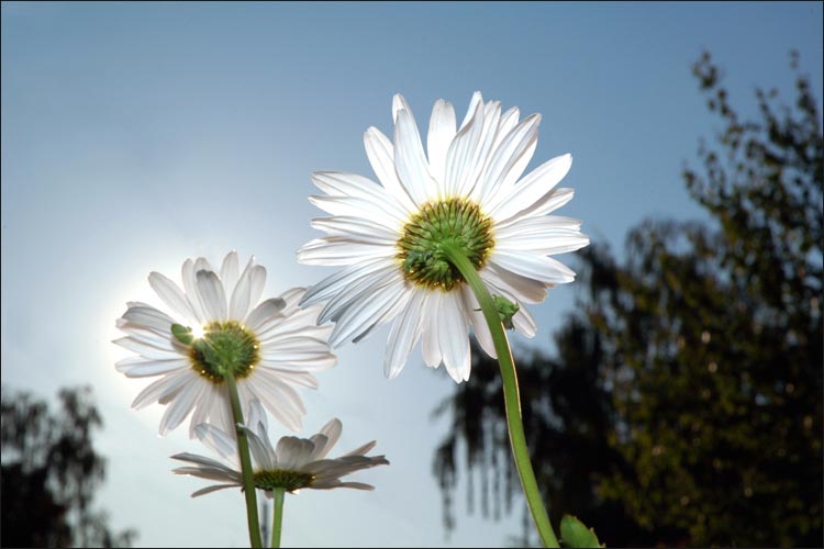 Niagara's Flowers