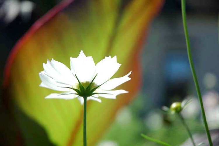 Niagara's Flowers