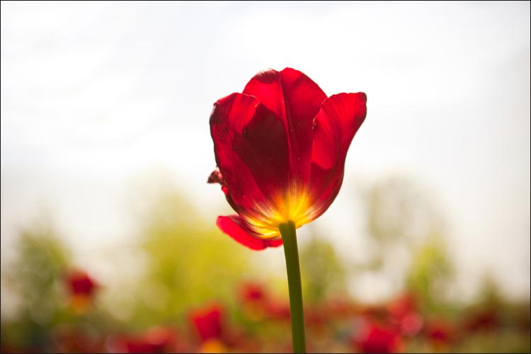 Niagara's Flowers