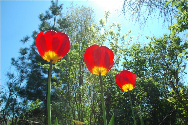 Niagara's Flowers