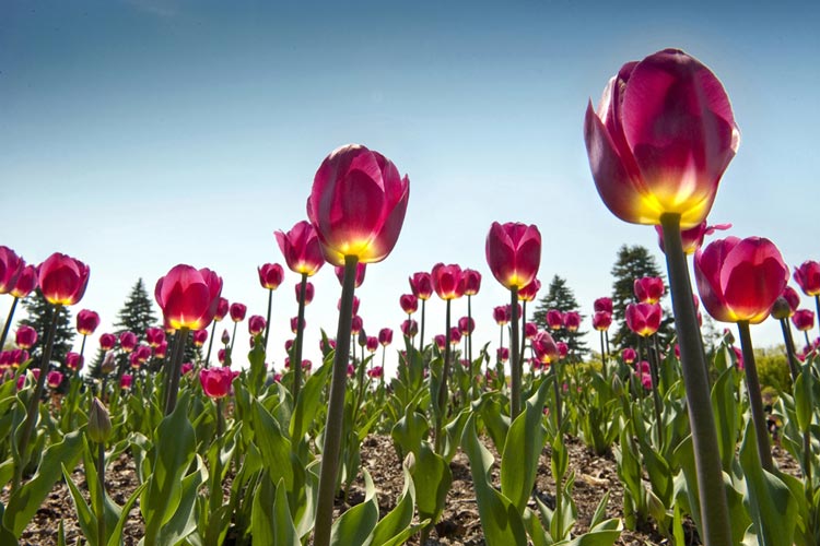 Niagara's Flowers