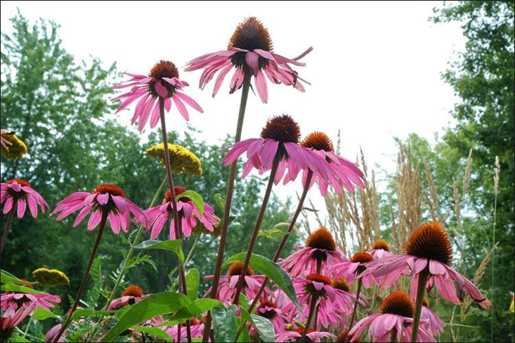 Niagara's Flowers