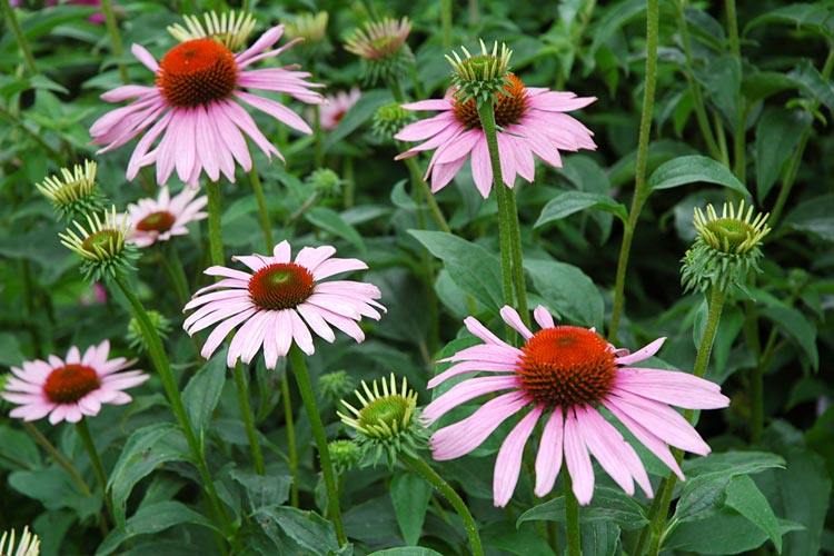 Niagara's Flowers