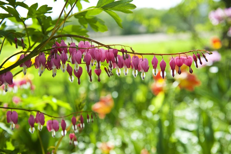 Niagara's Flowers