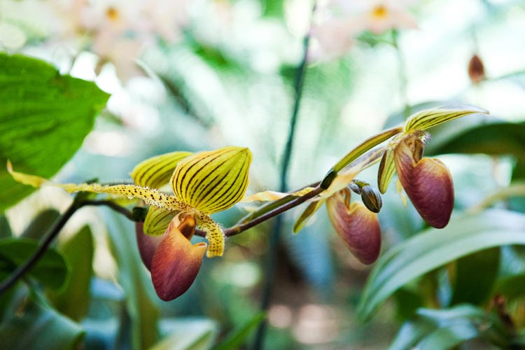 Niagara's Flowers