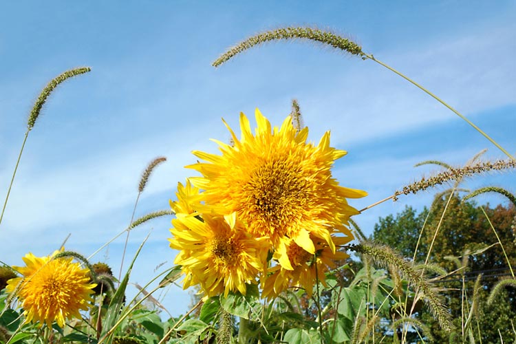 Niagara's Flowers