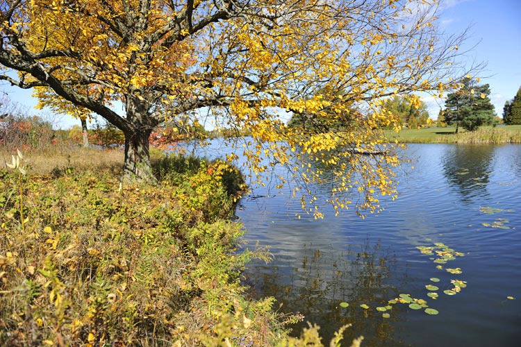 Autumn in Niagara