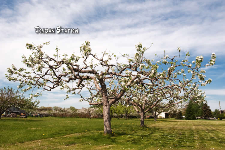 Signs of Spring Niagara