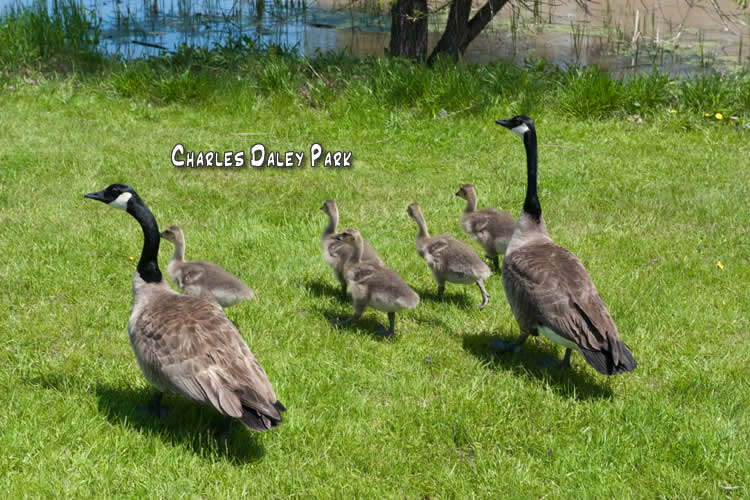 Signs of Spring Niagara