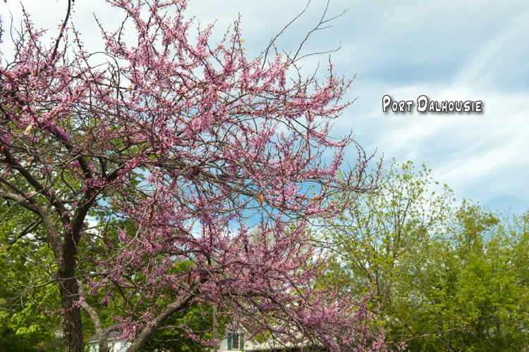 Signs of Spring Niagara