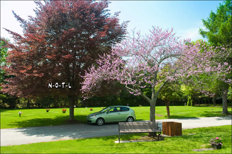 Signs of Spring Niagara