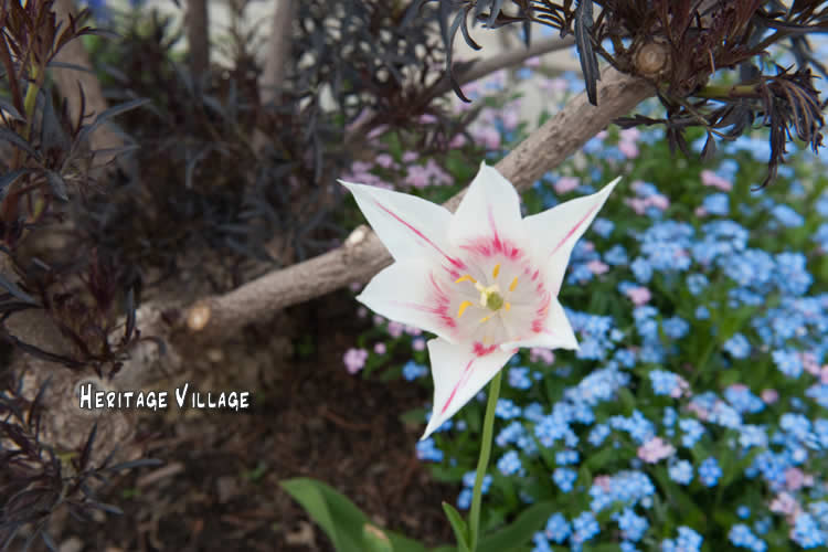 Signs of Spring Niagara