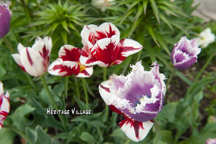 Signs of Spring Niagara