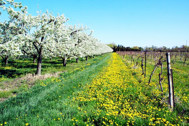 Spring in Niagara